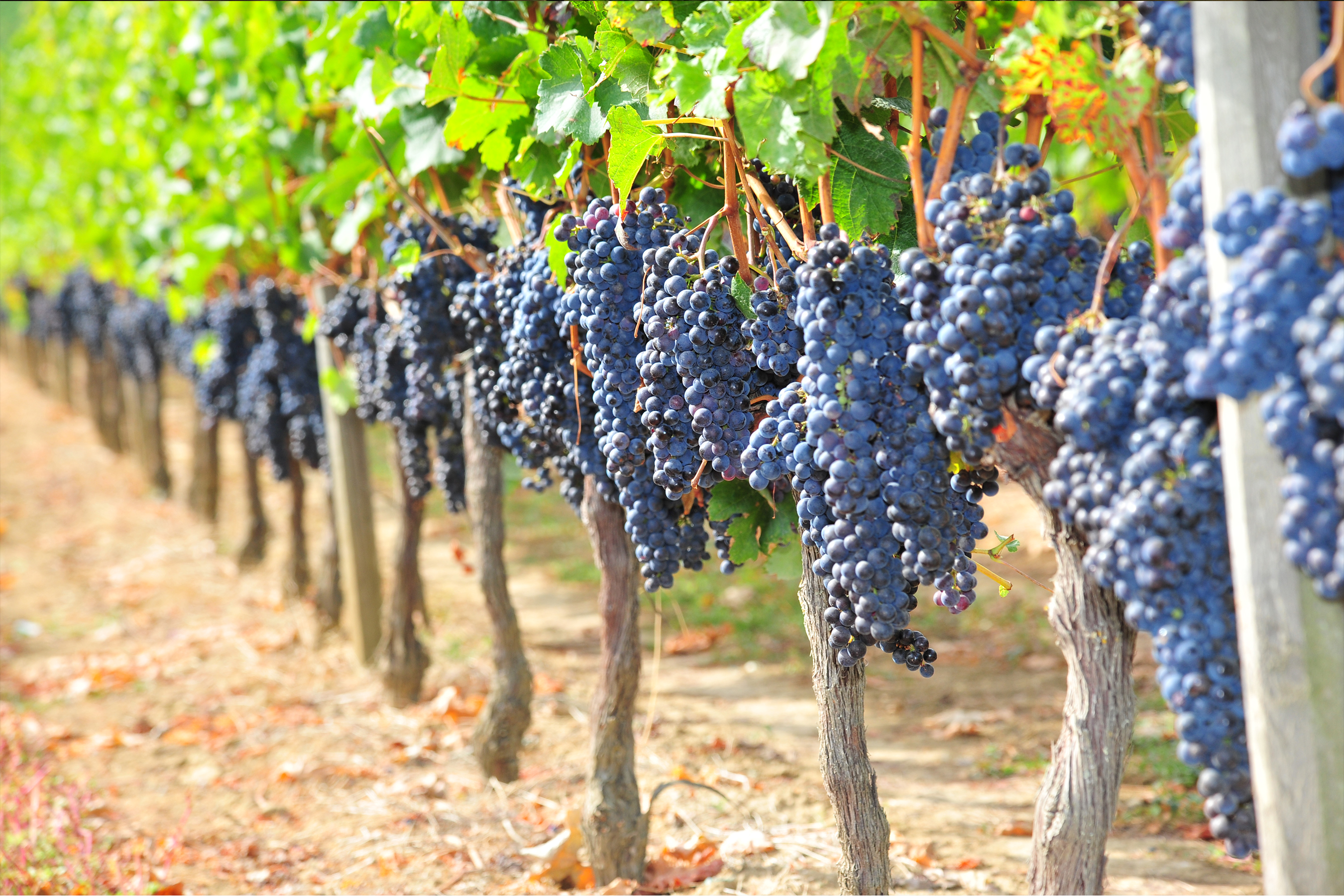 Винодельня виноградники Франция