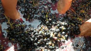 Культура и производство вина в Ла Риохе
