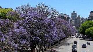 Аргентина. Легенда о фиалковом дереве
