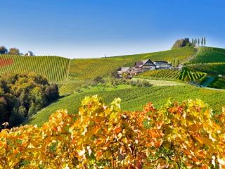 Виноделие в Австрии