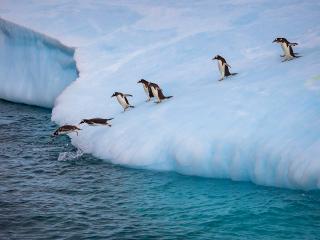 Антарктида с Паганелями
