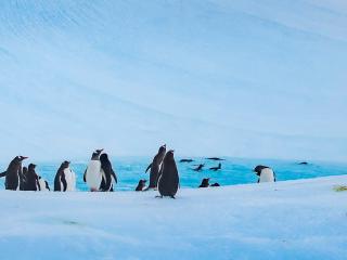 Антарктида с Паганелями